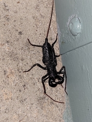 Mastigoproctus giganteus