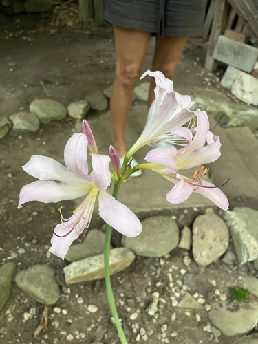 Lycoris squamigera