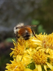 Bombus sylvicola