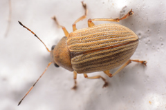 Colaspis hypochlora