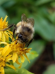 Bombus sylvicola