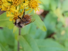 Bombus sylvicola