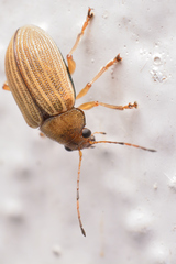 Colaspis hypochlora