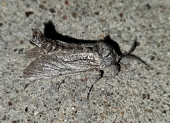 Inguromorpha itzalana