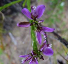 Polygala umbellata