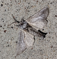 Inguromorpha itzalana