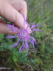 Centaurea jacea substituta