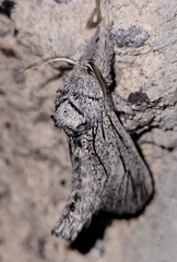 Inguromorpha itzalana