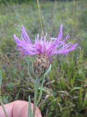 Centaurea jacea substituta