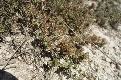 Thymus calcareus
