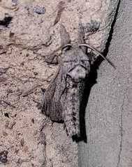 Inguromorpha itzalana