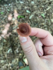 Cortinarius marylandensis