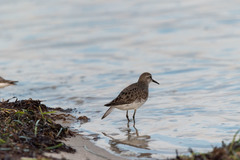 Calidris fuscicollis