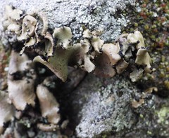 Umbilicaria polyrrhiza