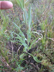 Centaurea jacea substituta
