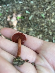 Cortinarius marylandensis