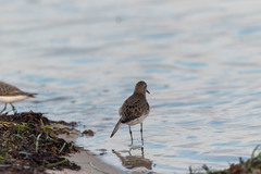 Calidris fuscicollis