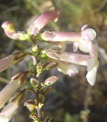 Freylinia densiflora
