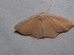 Cyclophora ruficiliaria
