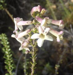 Freylinia densiflora