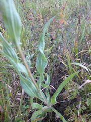 Centaurea jacea substituta