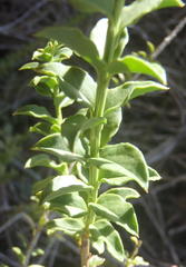 Freylinia densiflora