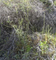 Freylinia densiflora