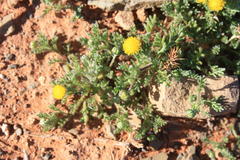 Foveolina burchellii
