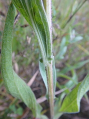 Centaurea jacea substituta