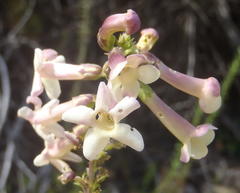 Freylinia densiflora