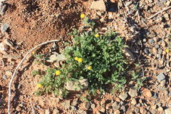 Foveolina burchellii