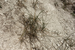 Festuca cretacea