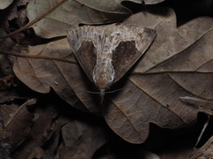 Hypena crassalis
