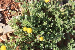 Foveolina burchellii