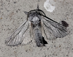 Inguromorpha itzalana