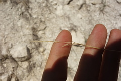 Festuca cretacea