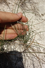 Festuca cretacea
