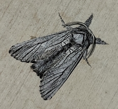 Inguromorpha itzalana