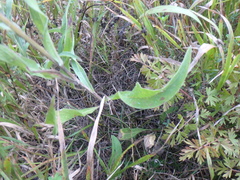 Centaurea jacea substituta