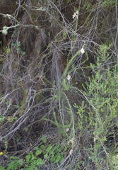 Freylinia densiflora