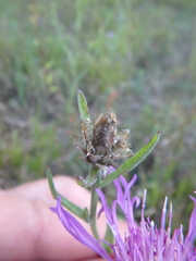 Centaurea jacea substituta