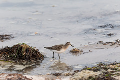 Calidris fuscicollis