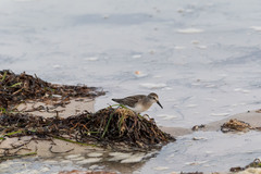 Calidris fuscicollis