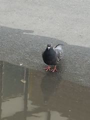 Columba livia domestica