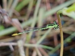 Agriocnemis kalinga