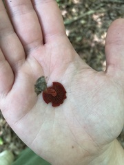 Cortinarius marylandensis