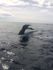 Megaptera novaeangliae