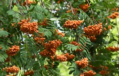 Sorbus aucuparia