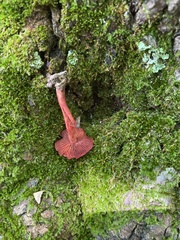 Cortinarius marylandensis