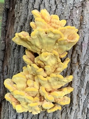 Laetiporus sulphureus